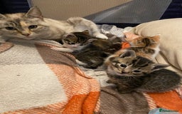 Mixed Breed cats for sale: Male tabby and Calico female  - Advert 3