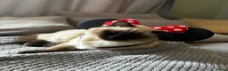 Ragdoll cats for sale: Rag doll x kitten  in Knutsford - Advert 2