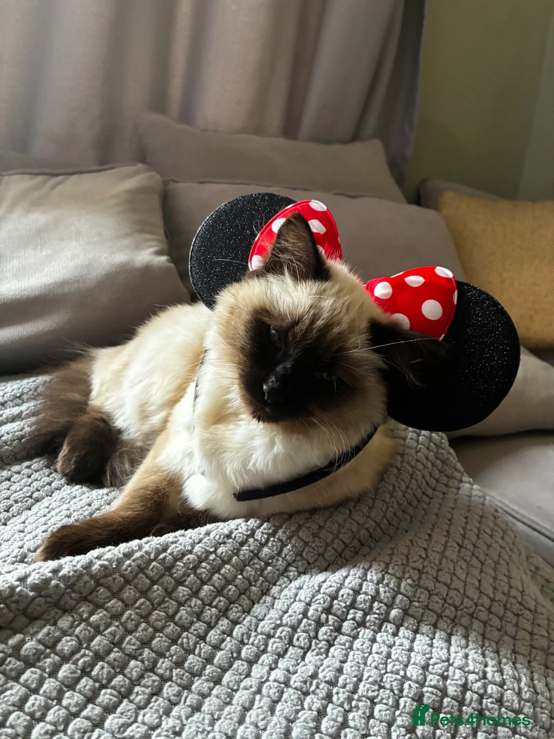 Ragdoll cats for sale: Rag doll x kitten  in Knutsford - Advert 2