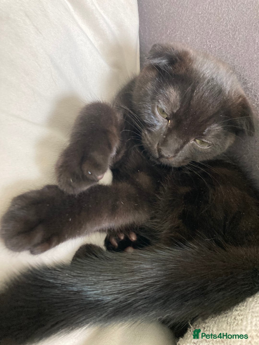 Scottish Fold cats for sale: Cute kittens  - Image 5