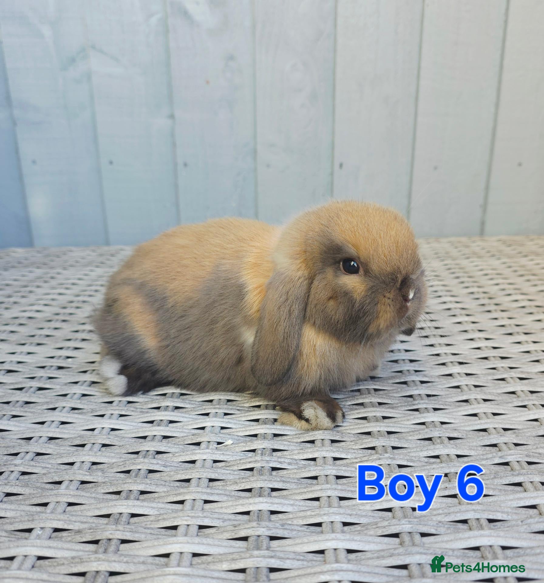 Mini Lop rabbits for sale: Baby mini lops  - Advert 1