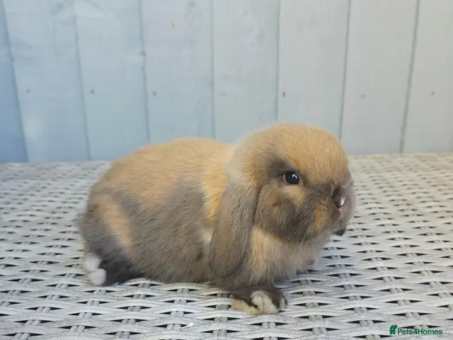 Mini Lop rabbits for sale: Baby mini lops - Advert 1