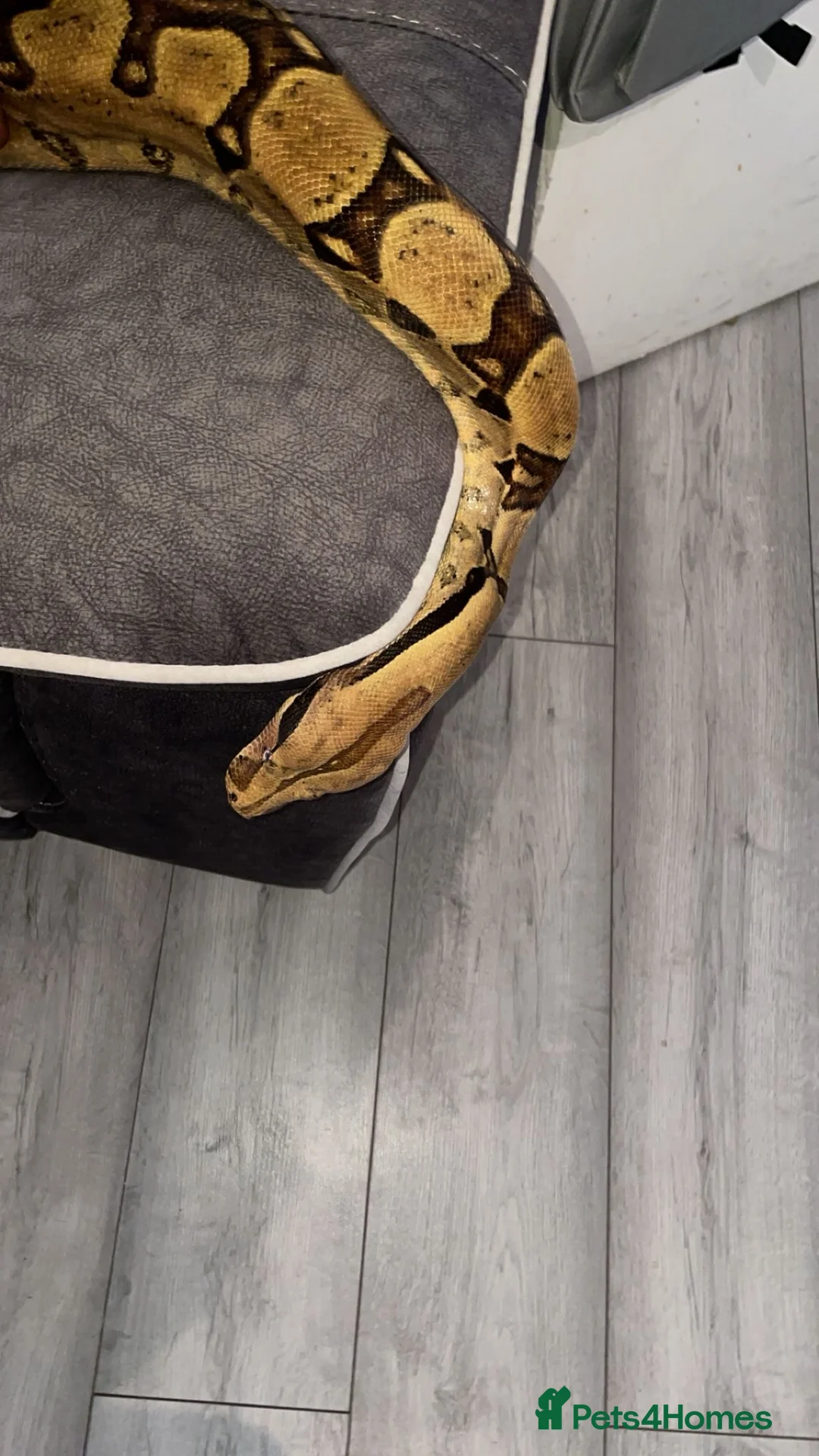 Boa Snake reptiles for sale: Boa Forsale  - Advert 3