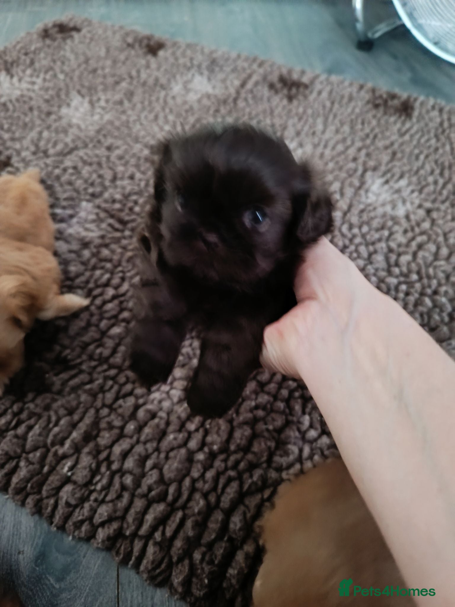 Shih Tzu dogs Imperial shih tzus - Advert 3