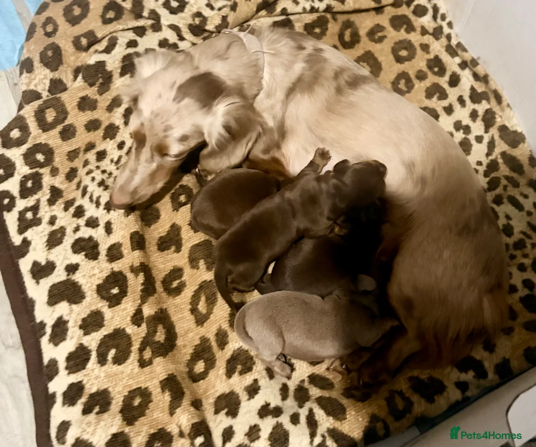Dachshund dogs for sale: Standard/miniature dachshund puppies in Ware - Advert 2