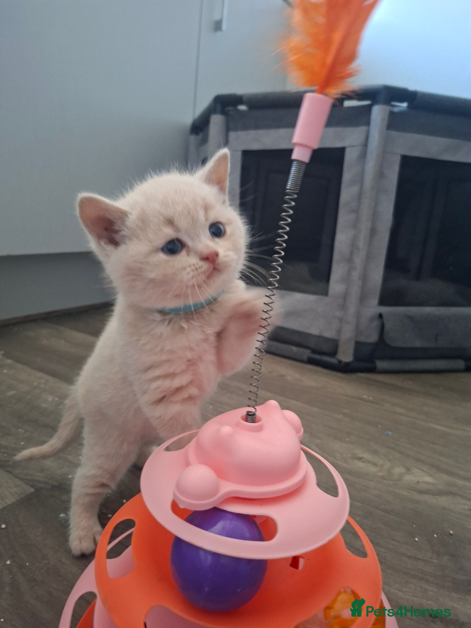 British Shorthair cats 🩷 Outstanding Quality Chunky GCCF Pedigree BSH 💙 - Advert 1