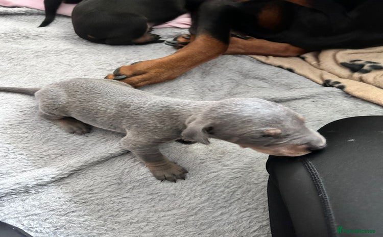 Dobermann dogs - Advert 1
