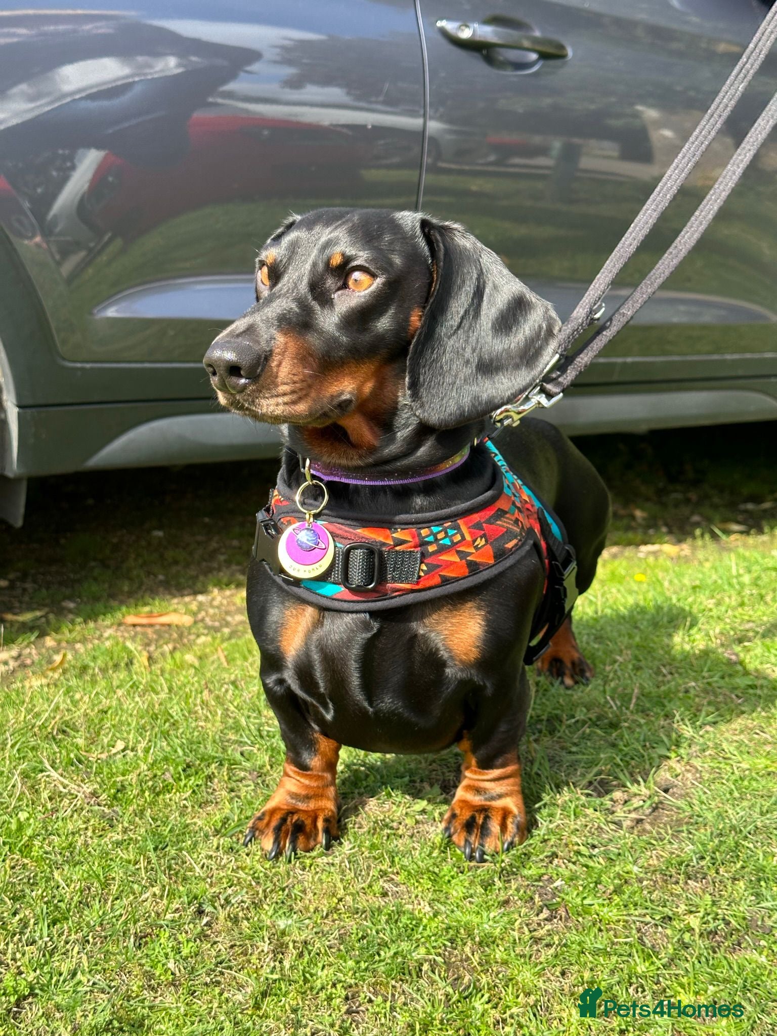 Dachshund dogs Stunning dachshund available for stud - Advert 8