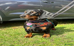 Dachshund dogs for stud: Stunning dachshund available for stud - Image 1