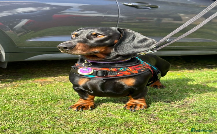 Dachshund dogs - Advert 6