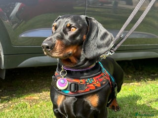 Dachshund dogs - Advert 1