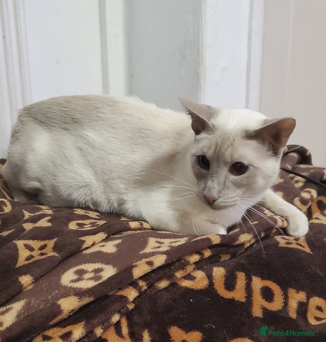 Siamese cats for sale: stunning Siamese Kittens  - Advert 2