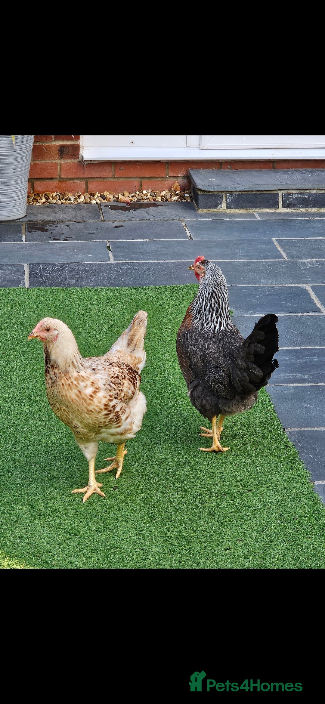 Hens poultry 2x hens and coop - Advert 1