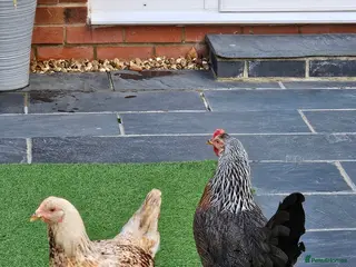 Hens poultry 2x hens and coop - Advert 17