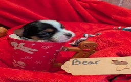 Biewer Terrier dogs for sale: Adorable Purebred Biewers  - Image 10