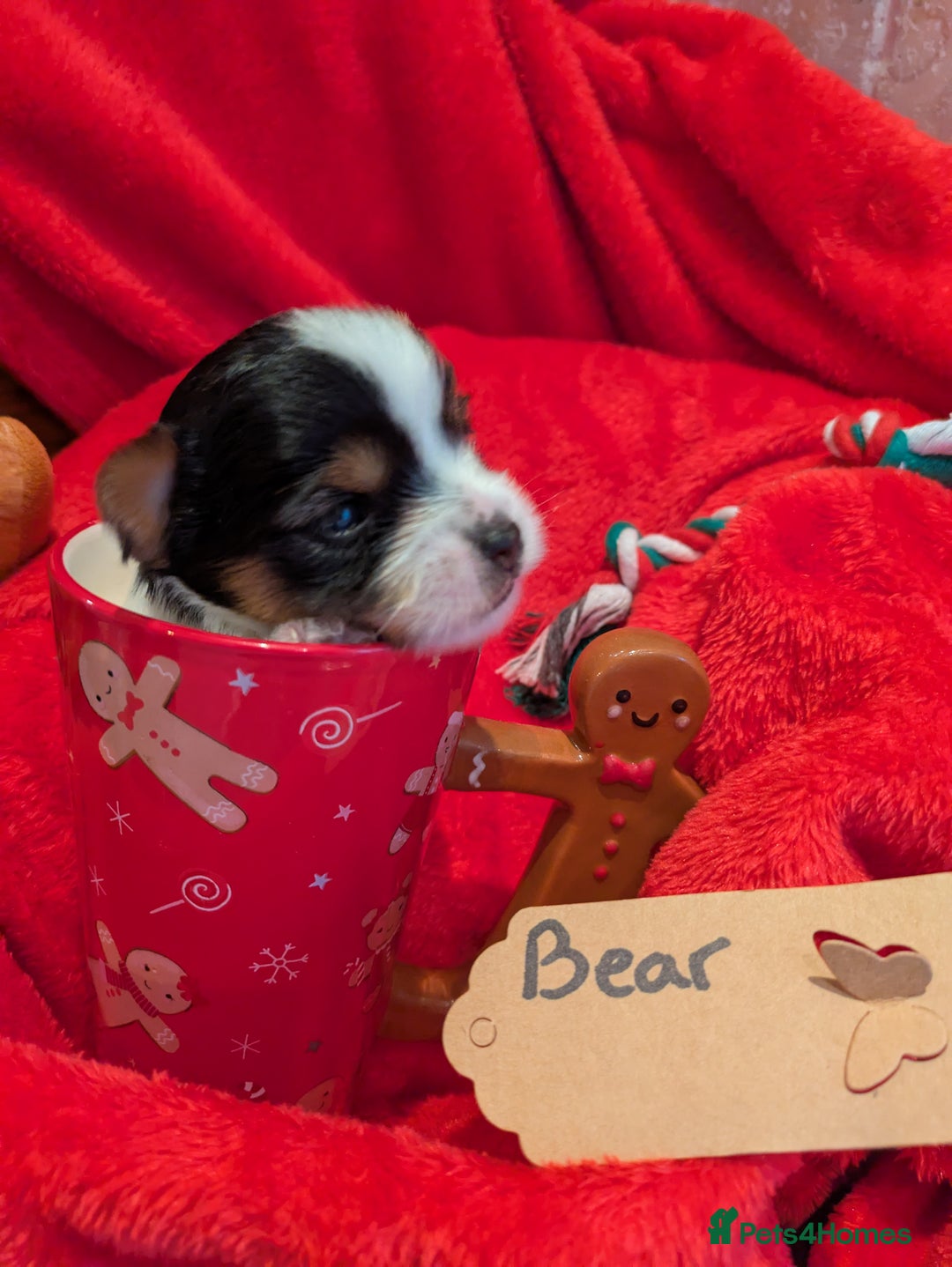 Biewer Terrier dogs for sale: Adorable Purebred Biewers  - Image 10