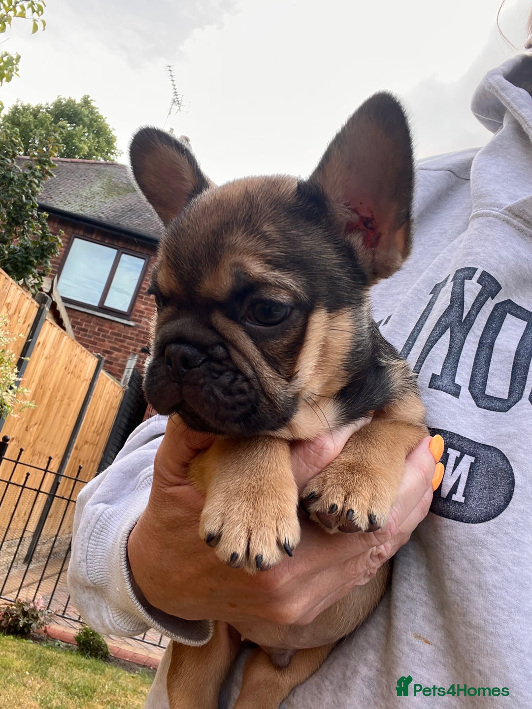 French Bulldog dogs for sale: French Bulldog Puppy 3 - QUALITY PUPPIES READY NOW, health tested parents  - Image 5