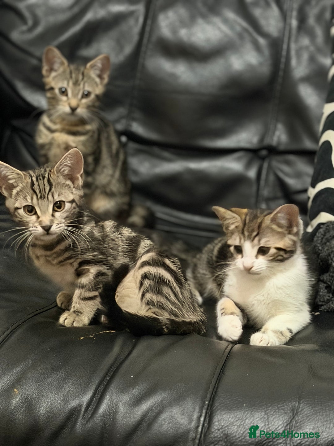 Domestic Shorthair cats for sale: Kittens for sale - Advert 9