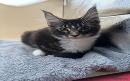 Maine Coon cats for sale: Xl mainecoon kittens full breed non reg  - Image 18
