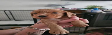 Cocker Spaniel 5