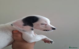 Mixed Breed dogs for sale: Jackapoo x cockerspaniel  - Image 9