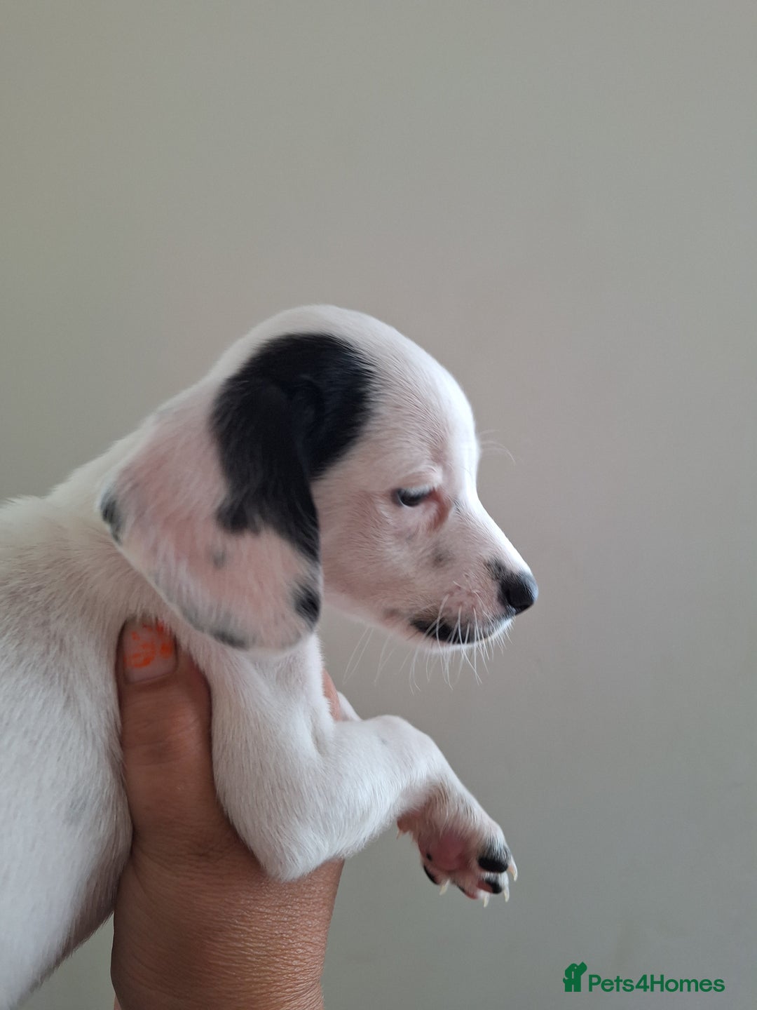 Mixed Breed dogs for sale: Jackapoo x cockerspaniel  - Image 9