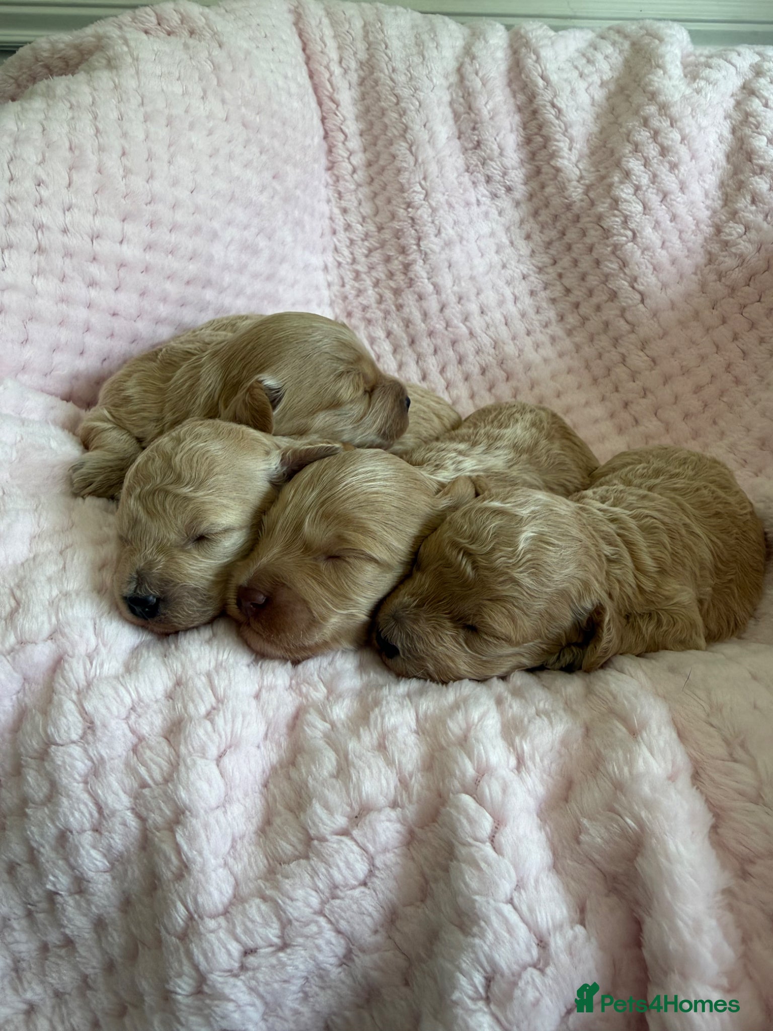 Maltipoo dogs Champagne F1 Maltipoo Puppies  - Advert 2