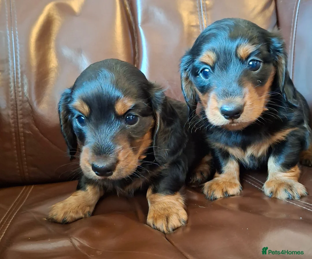 Miniature Dachshund dogs for sale: Miniature dachshund black and tan kc registered  - Advert 13