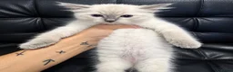 Ragdoll cats for sale: Ragdoll X domestic shorthair  - Advert 13