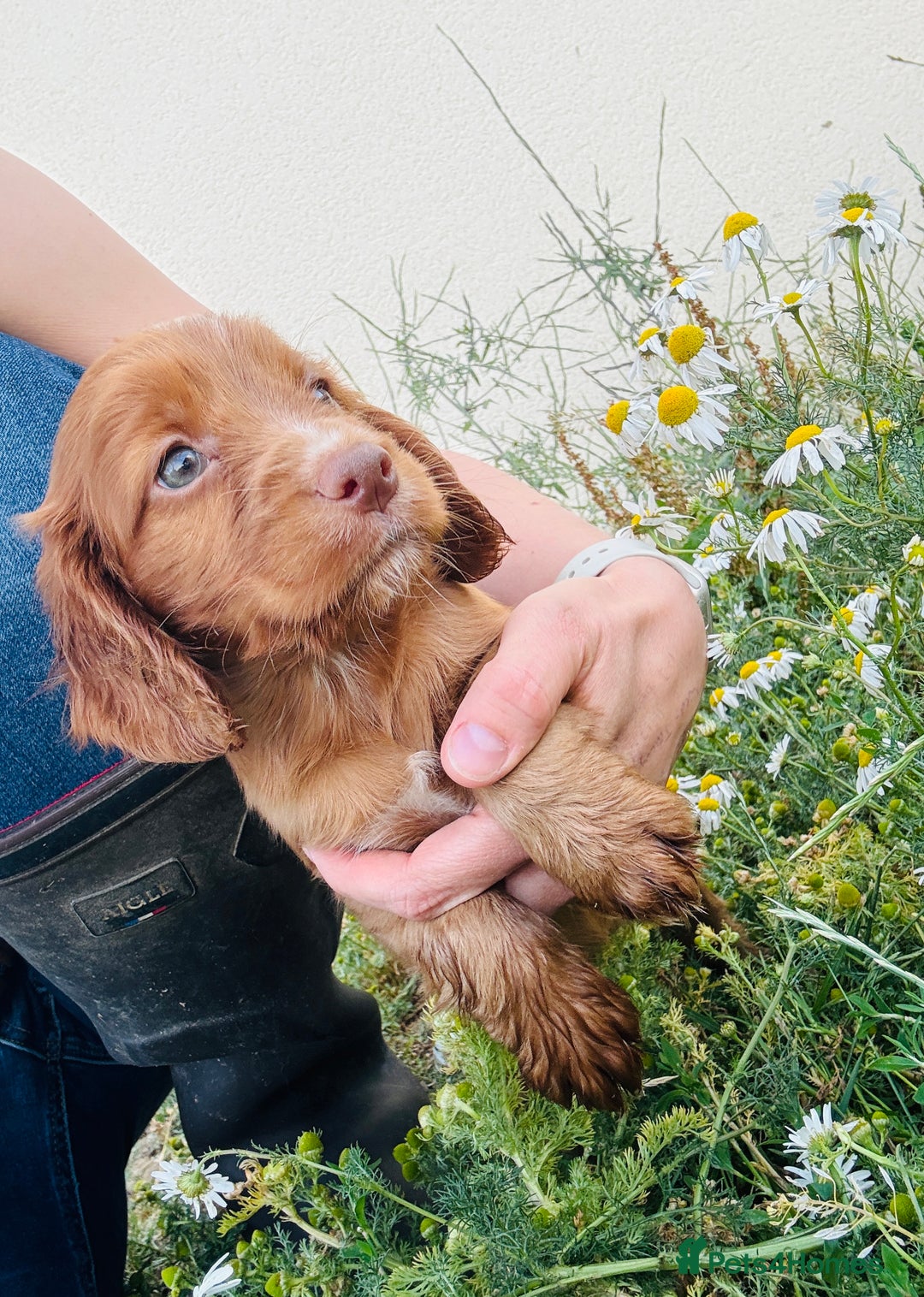 Cocker Spaniel dogs for stud: Cracking cocker spaniel for Stud  - Advert 5