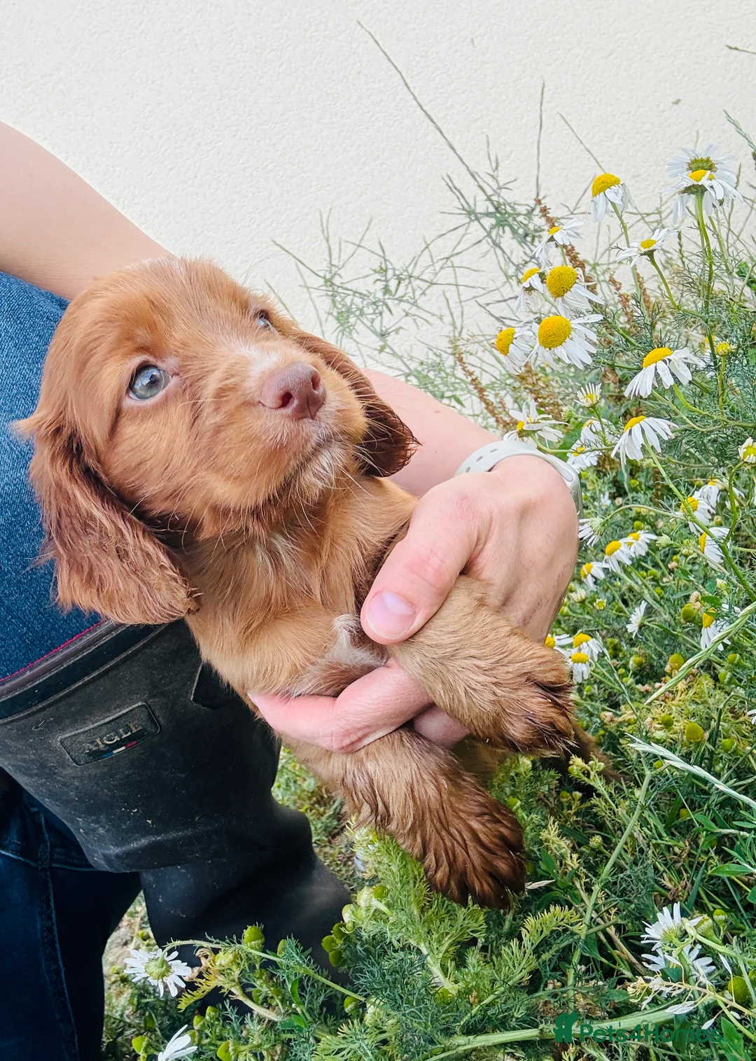 Cocker Spaniel dogs for stud: Cracking cocker spaniel for Stud  - Advert 5
