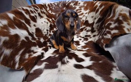 Miniature Dachshund dogs for sale: Gorgeous miniature dachshund puppies - Image 5