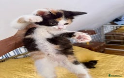 British Shorthair cats for sale: Pure British Shorthair Kittens Ready Now! - Image 19