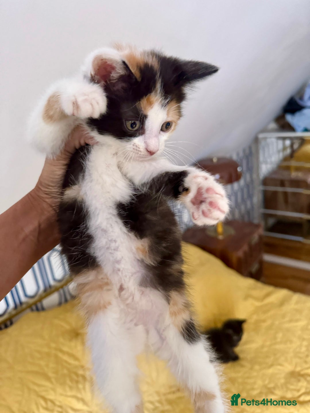 British Shorthair cats for sale: Pure British Shorthair Kittens Ready Now! - Image 19