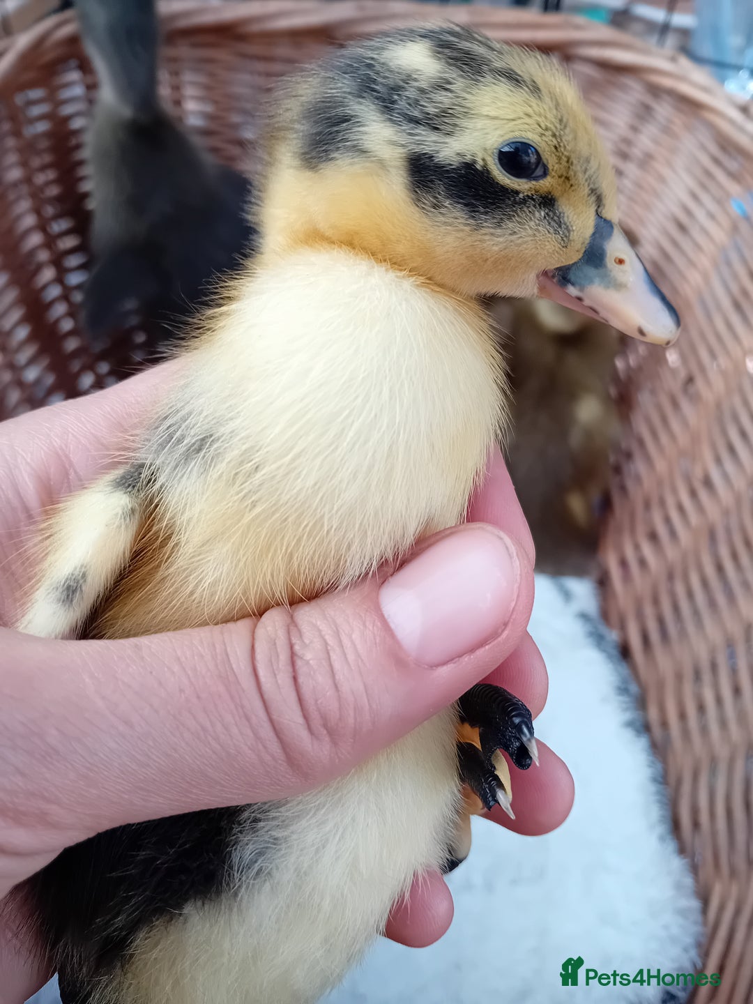 Ducks poultry for sale: Mixed Color Indian Runner Ducklings - Image 20
