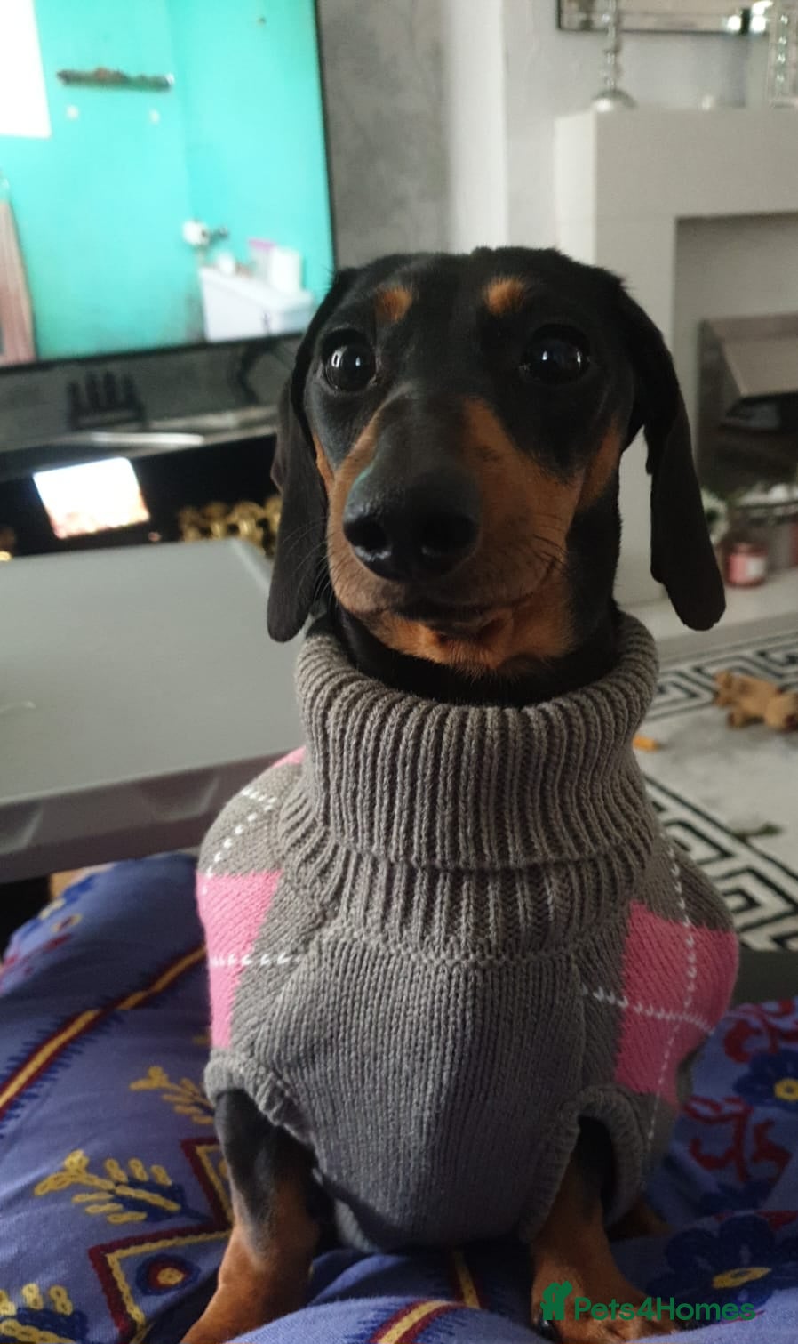 Dachshund dogs Female Dachshund for Sale – Loving Family Dog - Advert 1