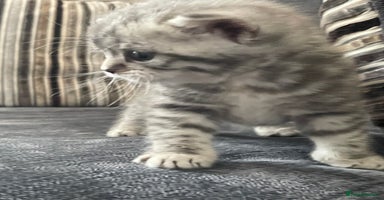 British Shorthair cats - Advert 7