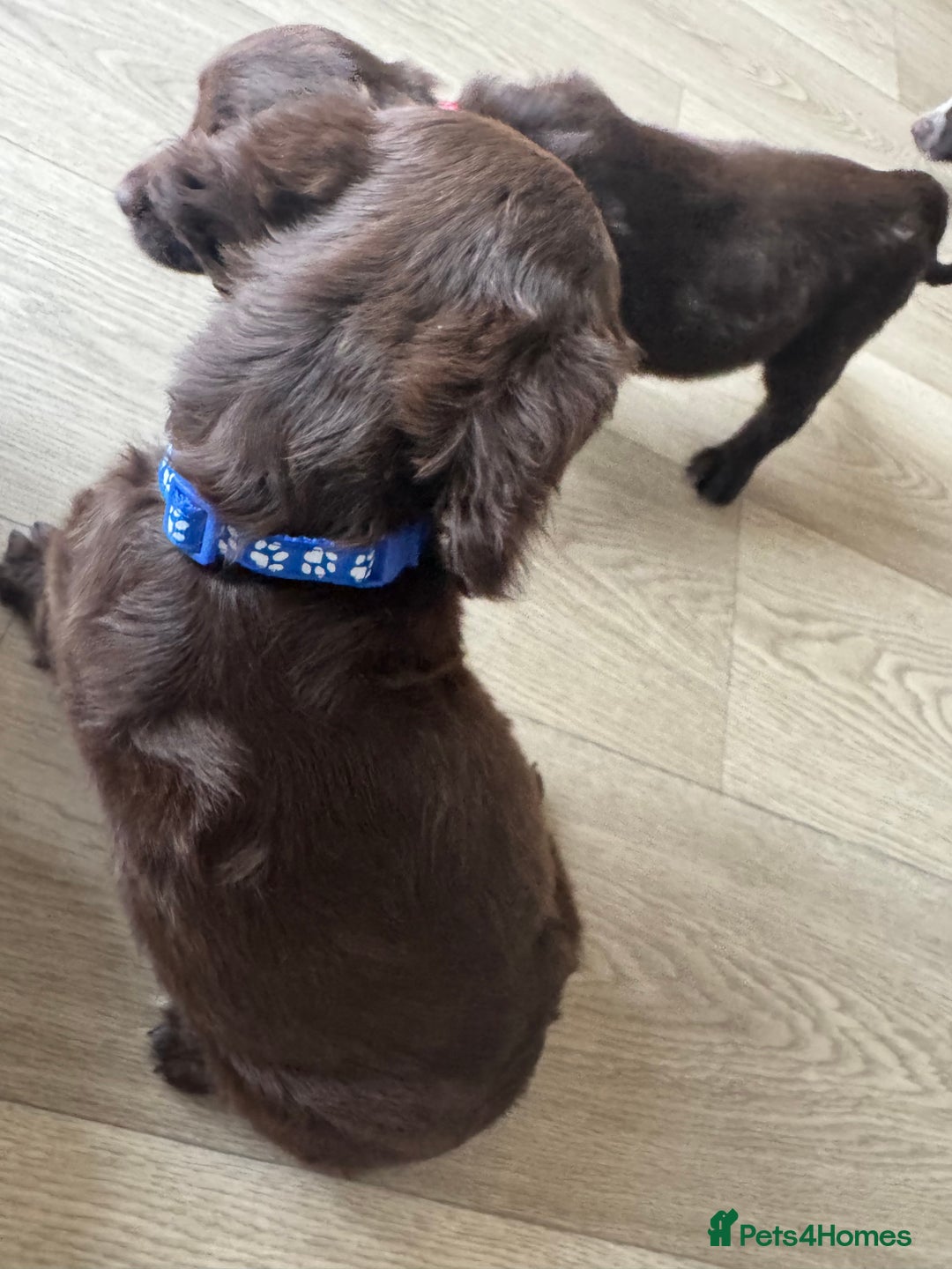 Sprocker dogs for sale: Sprocker spaniel puppy’s  - Image 11