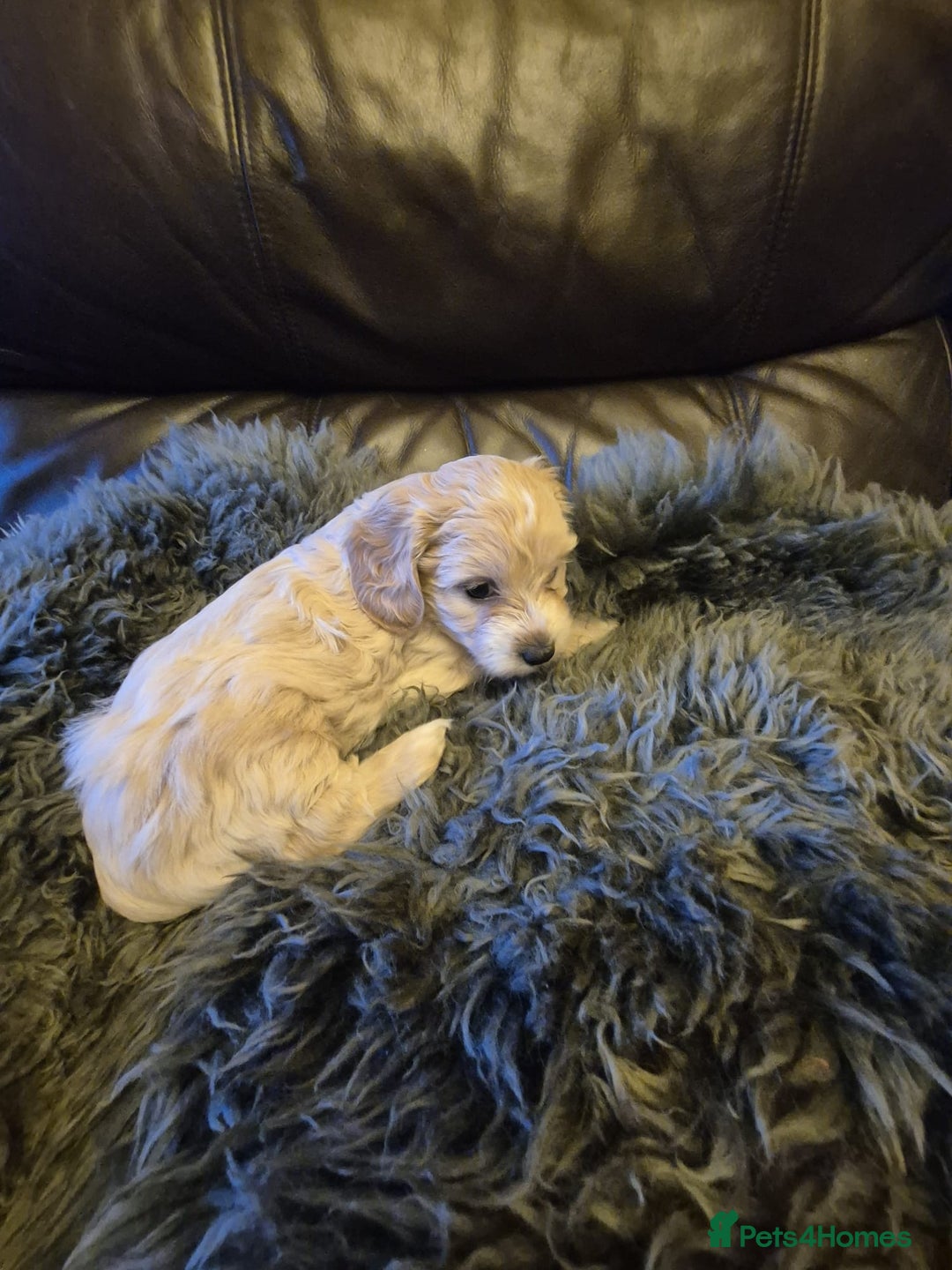 Mixed Breed dogs for sale: Mixed-breed  - Advert 5