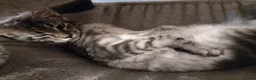 Maine Coon cats for sale: Lovely maine coon kittens - Advert 3