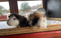 Guinea Pig rodents for sale: 9 Month Old Male Guinea Pigs Looking For Homes in Wigan - Image 32