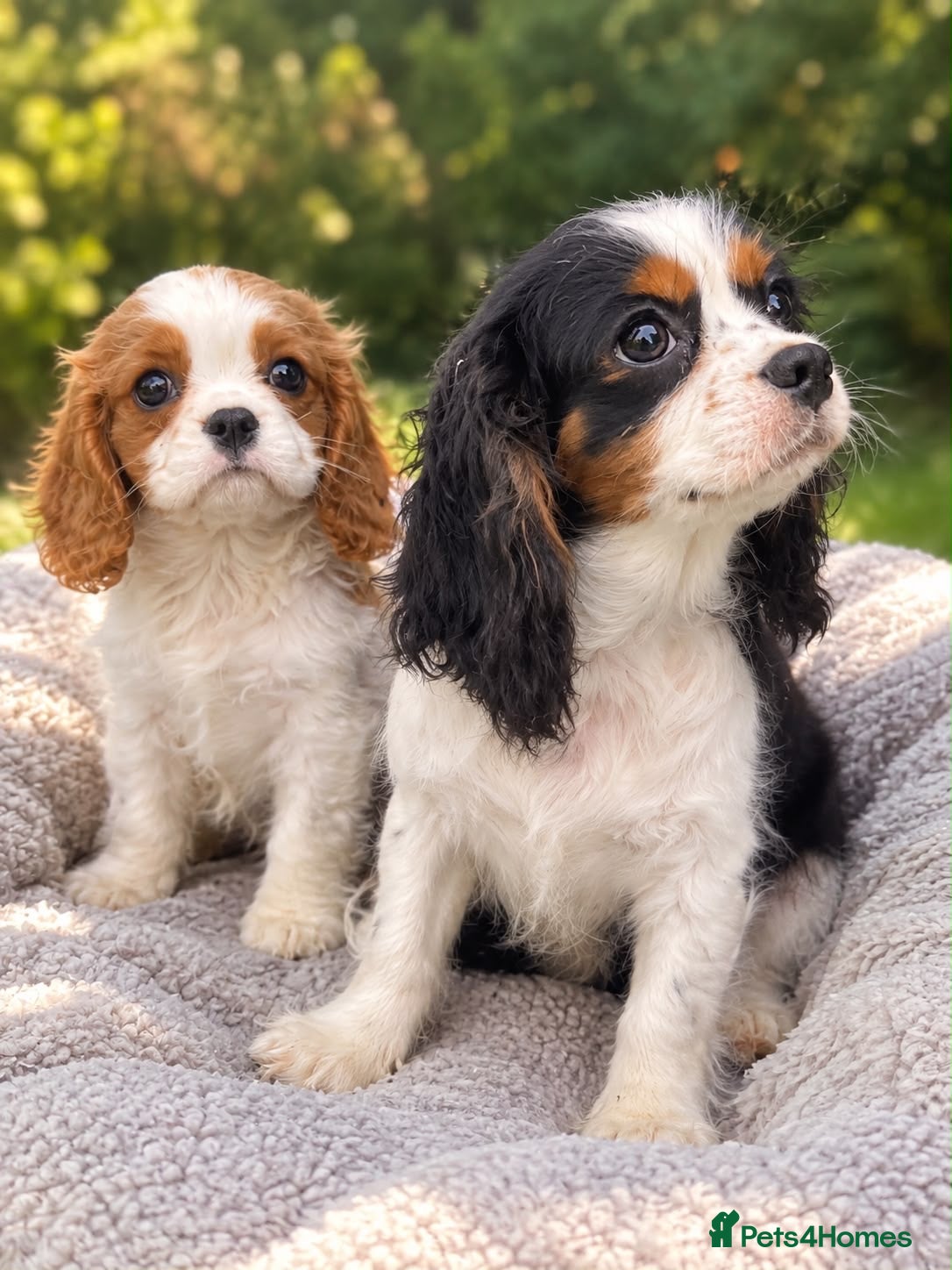 Cavalier King Charles Spaniel dogs Gorgeous cavalier puppy🐶 - Advert 2
