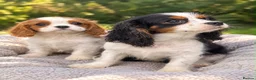 Cavalier King Charles Spaniel dogs for sale: Gorgeous cavalier puppy🐶 - Advert 1