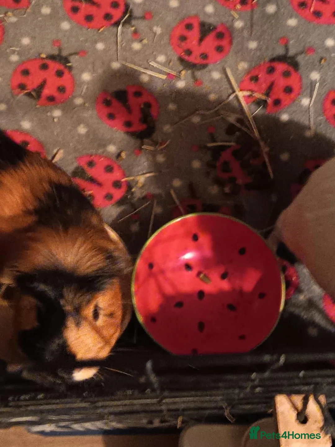 Guinea Pig rodents for sale: Neutered Male Guinea Pig - Advert 2