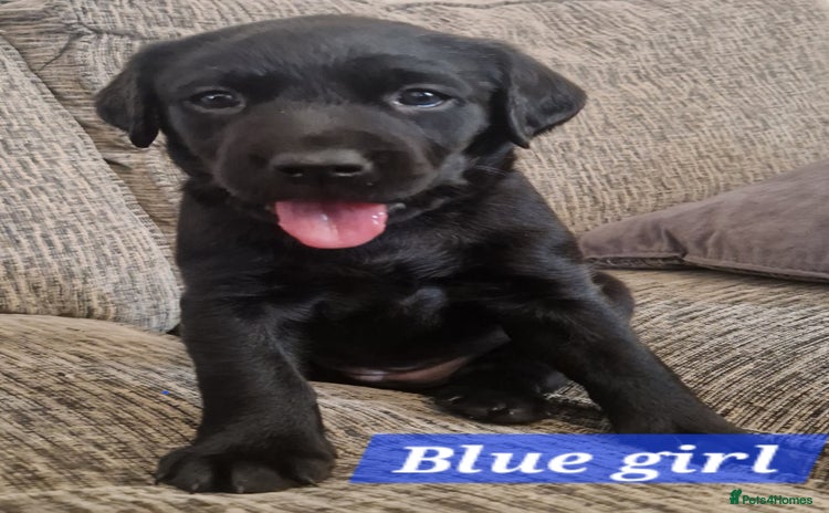 Labrador Retriever dogs - Advert 11