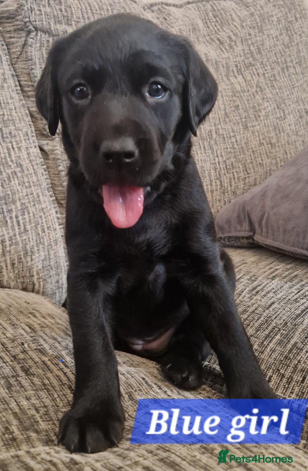Labrador Retriever dogs for sale: Beautiful Labrador puppies  - Image 1