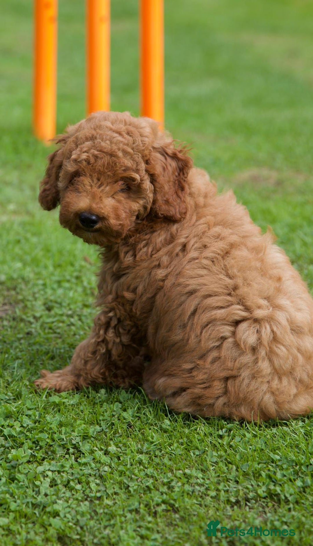 Cavapoochon dogs for sale: Gorgeous F1B Cavapoochon’s Fox Red available now. - Image 35