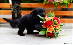 German Shepherd dogs for sale: BLACK LONGHAIRED GSD PUPPIES KC REGISTERED in Manchester - Image 7