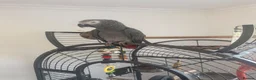 Parrots birds for sale: African grey - Advert 4