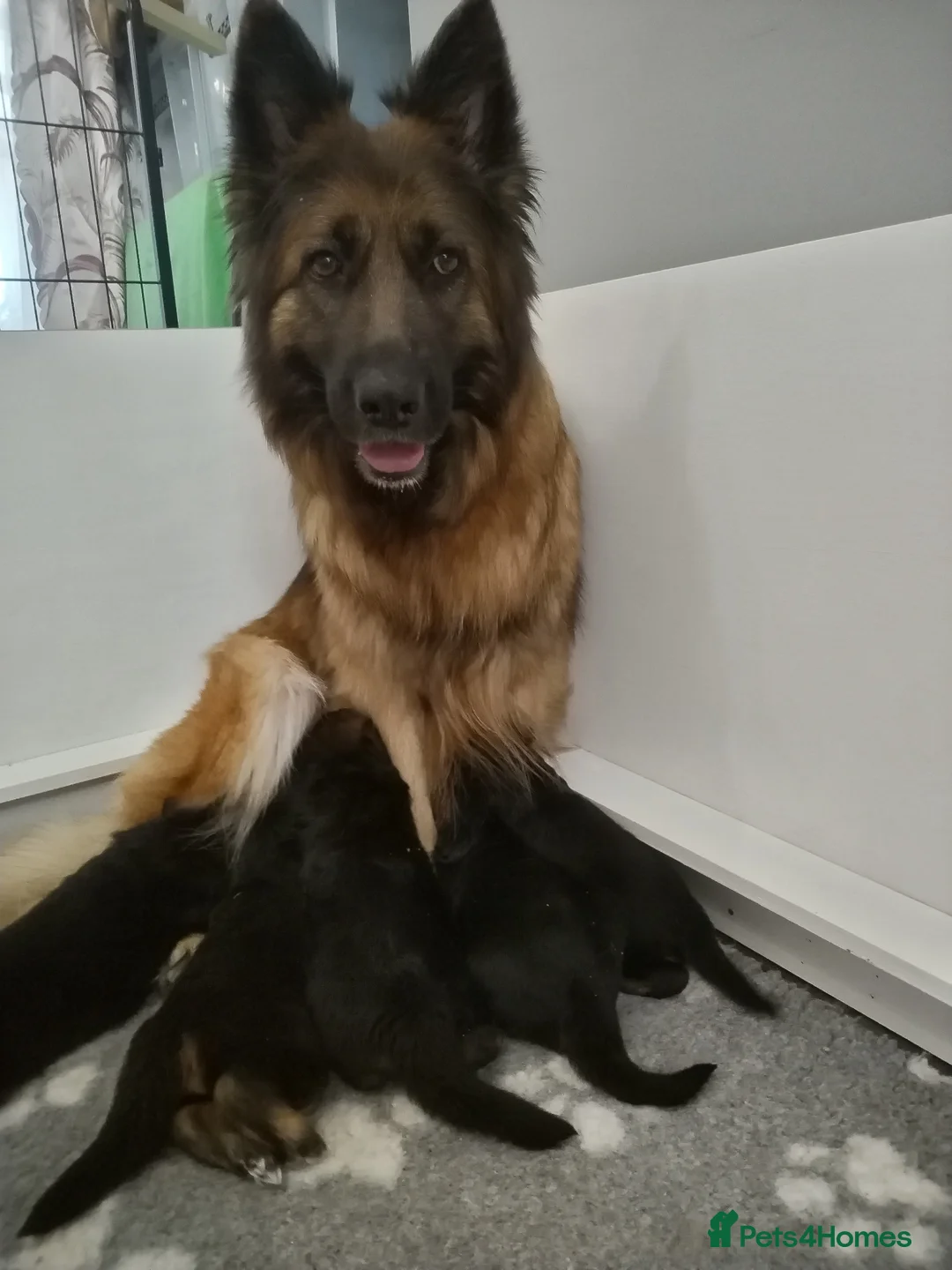 German Shepherd dogs for sale: KC registered Long Haired German shepherd puppies  - Advert 19